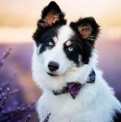 Collier pour chien Mini Bubbles