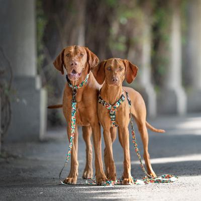 Le Braque hongrois, un chien de famille affectueux et obissant