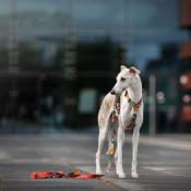 Harnais pour chien Y PRO Hello Berlin/Graphic