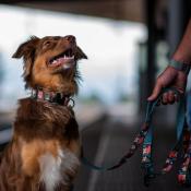 PINK GARDEN collier fashion pour chien