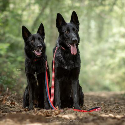 Le berger allemand: un intraitable dfenseur et un excellent assistant!