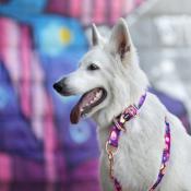 AQUERELLE PURPLE Collier fashion pour chien