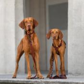 Harnais pour chien Y PRO SEIGAIHA