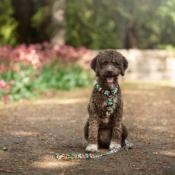 PIXEL collier pour chien coloré