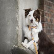 FLOWER POWER collier original pour chien 