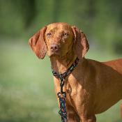 KOÏ collier japonais pour chien 