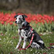 VINTAGE ROSES RASPBERRY laisse chien fleur