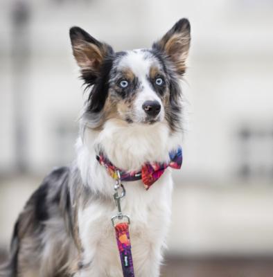 Le Border Collie : un excellent berger et un tendre ami