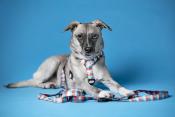 LORD JIM DAY laisse pour chien tartan