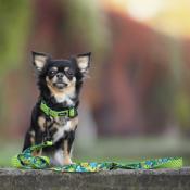 TROPIC DOT Collier pour chien à pois