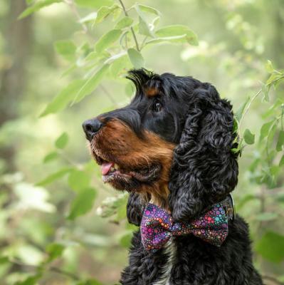 Le Cocker spaniel : un chien dmonstratif et trs intelligent 