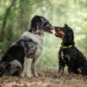 TROPIC DOT Collier pour chien à pois