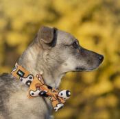 FLOWER POWER collier original pour chien 