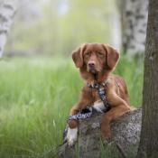 OCELOT laisse main libre chien