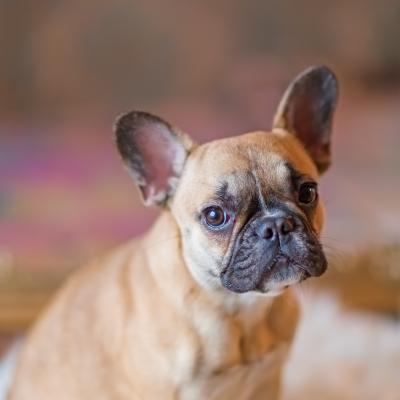 Le Bouledogue franais: le petit molosse tmraire et affectueux