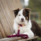 Laisse pour chien en velours BOURGOGNE