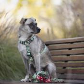 VINTAGE ROSES MINT collier chien à fleurs