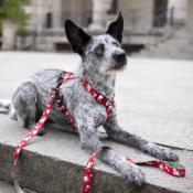 VINTAGE ROSES RASPBERRY collier chien fleurs