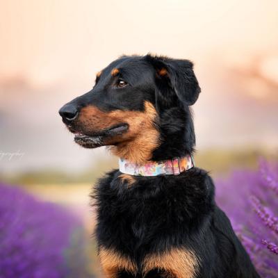 Le Berger de Beauce : un grand chien sage et un ami loyal