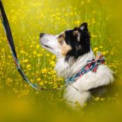 ETHNIC TEAL collier pour chien ethnique 