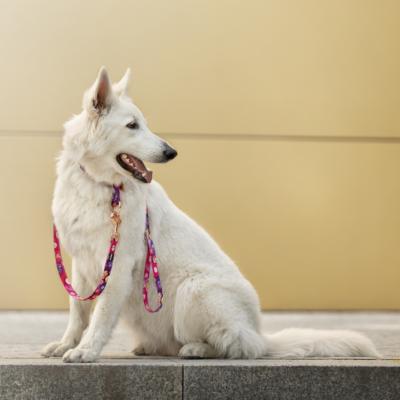 Le Berger Blanc Suisse : un chien attentionné au tempérament doux
