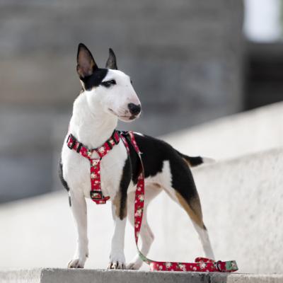 Le Bull terrier : un chien attachant et un compagnon tonnant