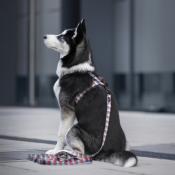 LORD JIM DAY laisse pour chien tartan