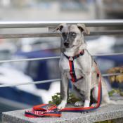 ROYAL NAVY grande laisse pour chien