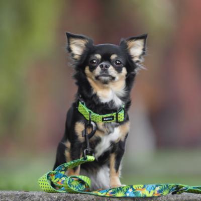 Le Chihuahua : un mini-thérapeute empathique et intelligent