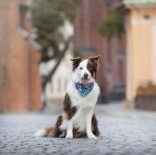 Bandana chien Bleu Fantasy