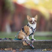 PINK GARDEN collier fashion pour chien