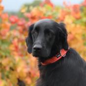 Collier pour chien Hello Autumn