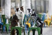 CHEVRONS laisse pour chien géométrique