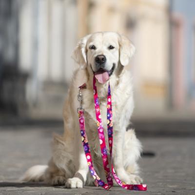 Le Golden Retriever : un ami en or et un infatigable travailleur