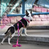 AQUARELLE PINK collier rose pour chien 