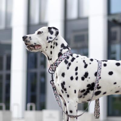 Le Dalmatien : un chien sensible et débordant d’énergie