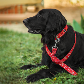 CELESTIAL HEART Collier chien rouge
