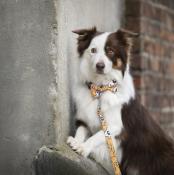 Noeud papillon pour chien Flower Power