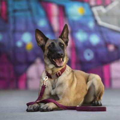 Le Berger belge malinois : un fervent dfenseur et un chien attachant