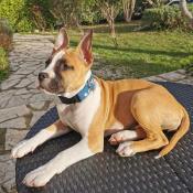 Collier pour chien Butterfly