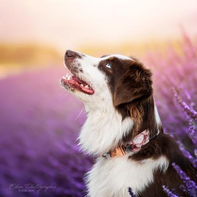 Le Berger amricain : le chien miniature dynamique et polyvalent