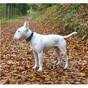 Collier pour chien en CUIR CLOUTE noir et bleu