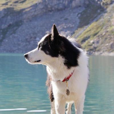 Le Laka de Yakoutie : un chien avenant et un compagnon fut