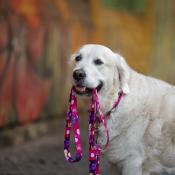 PINK AQUARELLE laisse chien rose