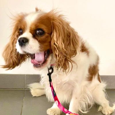 Le Cavalier King Charles : un petit chien doux et un clown joyeux