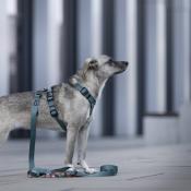 CHEVRONS collier pour chien motif géométrique