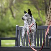 Harnais pour chien Y PRO Royal Navy/Red