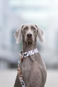 OCELIT LIGHT collier chien pastel