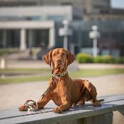 PIXEL collier pour chien coloré