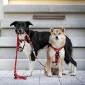 HELLO BERLIN RED laisse pour chien rouge